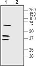 LRRC26 Antibody in Western Blot (WB)