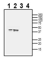 TMEM150C/Tentonin 3 (extracellular) Antibody in Western Blot (WB)