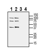 TMEM150C/Tentonin 3 (extracellular) Antibody in Western Blot (WB)