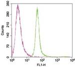 KV1.3 (KCNA3) (extracellular) Polyclonal Antibody, FITC