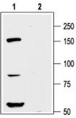 KV12.1 (KCNH8) Antibody in Western Blot (WB)