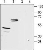 Kir5.1 Antibody in Western Blot (WB)