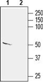 KCNS2 (KV9.2) Polyclonal Antibody