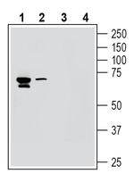 KV8.1 (KCNV1) Polyclonal Antibody