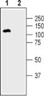 DPP6 (extracellular) Antibody in Western Blot (WB)
