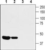 KV1.8 Polyclonal Antibody