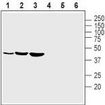 Kir2.1/KCNJ2 (extracellular) Antibody in Western Blot (WB)