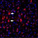 KV1.4 (extracellular) Antibody in Immunohistochemistry (Frozen) (IHC (F))