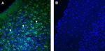 TMEM175 Antibody in Immunohistochemistry (Frozen) (IHC (F))