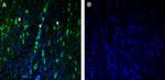 TMEM175 Antibody in Immunohistochemistry (Frozen) (IHC (F))