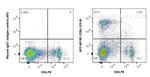 CD8a Antibody in Flow Cytometry (Flow)