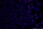 6x His, His-Tag Antibody in Immunocytochemistry (ICC/IF)