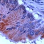 Protein APC Antibody in Immunohistochemistry (IHC)