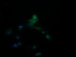 APCS Antibody in Immunocytochemistry (ICC/IF)