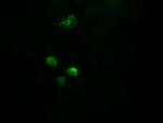 APCS Antibody in Immunocytochemistry (ICC/IF)