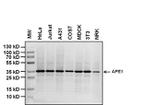 APE1 Antibody in Western Blot (WB)