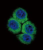 APE1 Antibody in Immunocytochemistry (ICC/IF)
