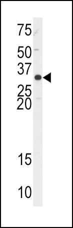 APE1 Antibody in Western Blot (WB)