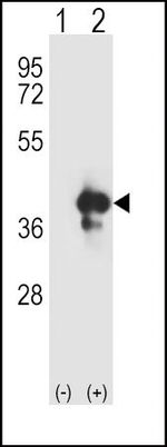 APE1 Antibody in Western Blot (WB)