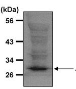 ATG5 Antibody in Western Blot (WB)