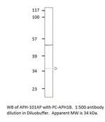Aph 1b Polyclonal Antibody