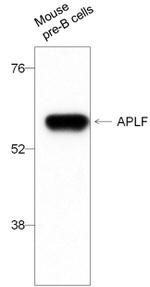 APLF Antibody in Western Blot (WB)