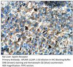 Apelin Receptor Polyclonal Antibody
