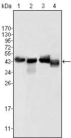 Apolipoprotein A4 Monoclonal Antibody (1D4C11)