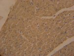 APOBEC2 Antibody in Immunohistochemistry (IHC)