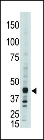 APOBEC3G Antibody in Western Blot (WB)