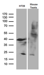 APOBEC4 Antibody in Western Blot (WB)