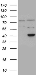 APOBEC4 Antibody in Western Blot (WB)