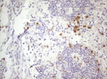 APOBR Antibody in Immunohistochemistry (Paraffin) (IHC (P))