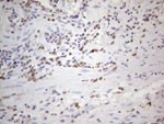 APOBR Antibody in Immunohistochemistry (Paraffin) (IHC (P))