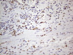 APOBR Antibody in Immunohistochemistry (Paraffin) (IHC (P))