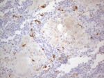 APOBR Antibody in Immunohistochemistry (Paraffin) (IHC (P))