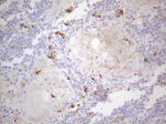 APOBR Antibody in Immunohistochemistry (Paraffin) (IHC (P))