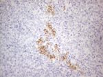 APOBR Antibody in Immunohistochemistry (Paraffin) (IHC (P))