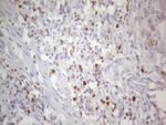 APOBR Antibody in Immunohistochemistry (Paraffin) (IHC (P))