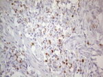 APOBR Antibody in Immunohistochemistry (Paraffin) (IHC (P))
