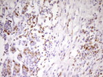 APOBR Antibody in Immunohistochemistry (Paraffin) (IHC (P))