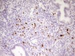 APOBR Antibody in Immunohistochemistry (Paraffin) (IHC (P))
