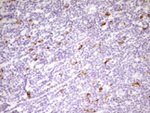 APOBR Antibody in Immunohistochemistry (Paraffin) (IHC (P))