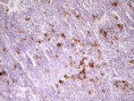 APOBR Antibody in Immunohistochemistry (Paraffin) (IHC (P))