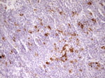 APOBR Antibody in Immunohistochemistry (Paraffin) (IHC (P))
