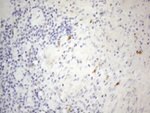 APOBR Antibody in Immunohistochemistry (Paraffin) (IHC (P))