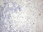 APOBR Antibody in Immunohistochemistry (Paraffin) (IHC (P))