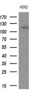 APOBR Antibody in Western Blot (WB)
