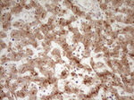 APOE Antibody in Immunohistochemistry (Paraffin) (IHC (P))
