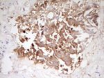 APOE Antibody in Immunohistochemistry (Paraffin) (IHC (P))